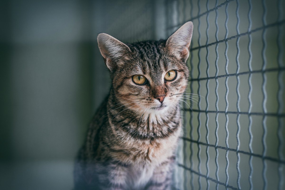 困っている猫を助けるためにできる8つのこと　ボランティアや募金…すぐにできそうなことはある？