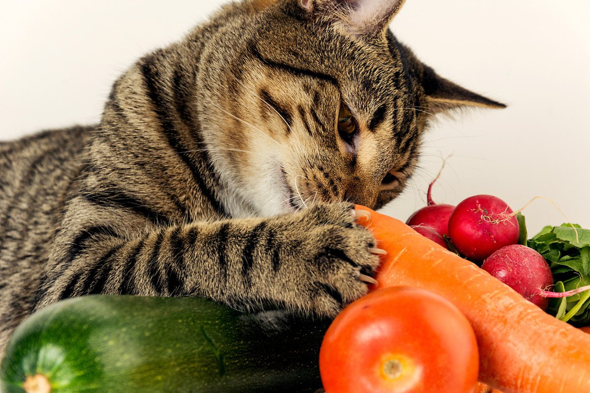 猫の『免疫力』を上げる食べ物ってある？注目すべき3つの食材