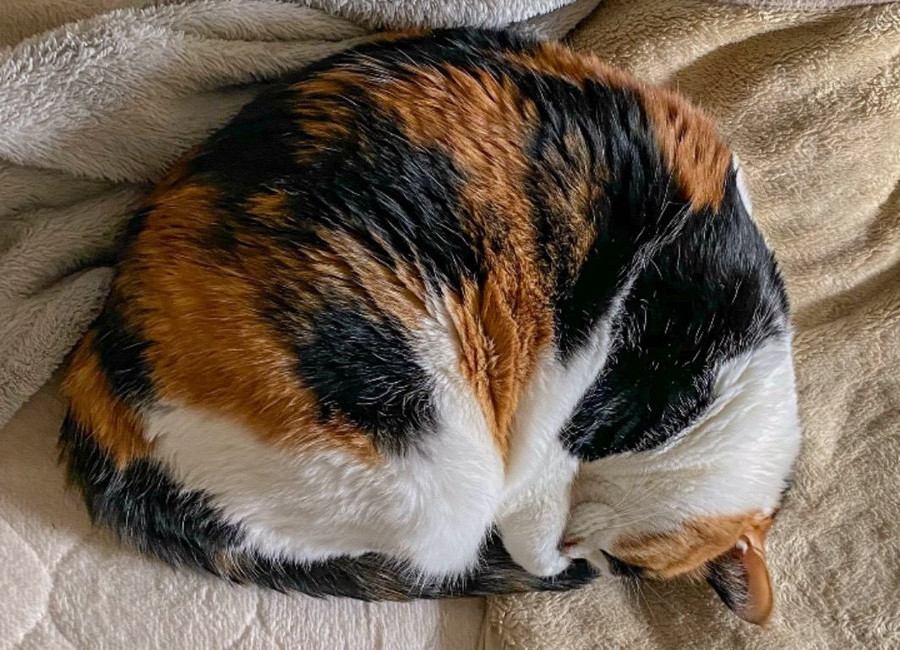 猫をウトウト…眠くさせちゃう３つの作戦