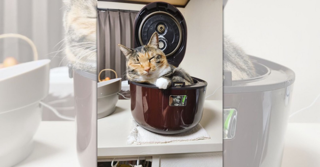 『米が炊けない…』炊飯器の中でうとうとしちゃう猫さんに飼い主困惑