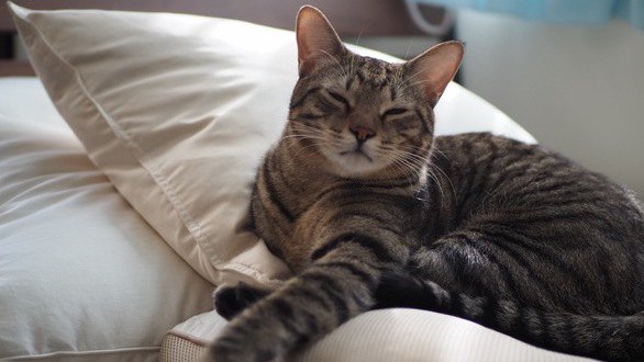 猫が飼い主の『首元で眠る』心理４つ