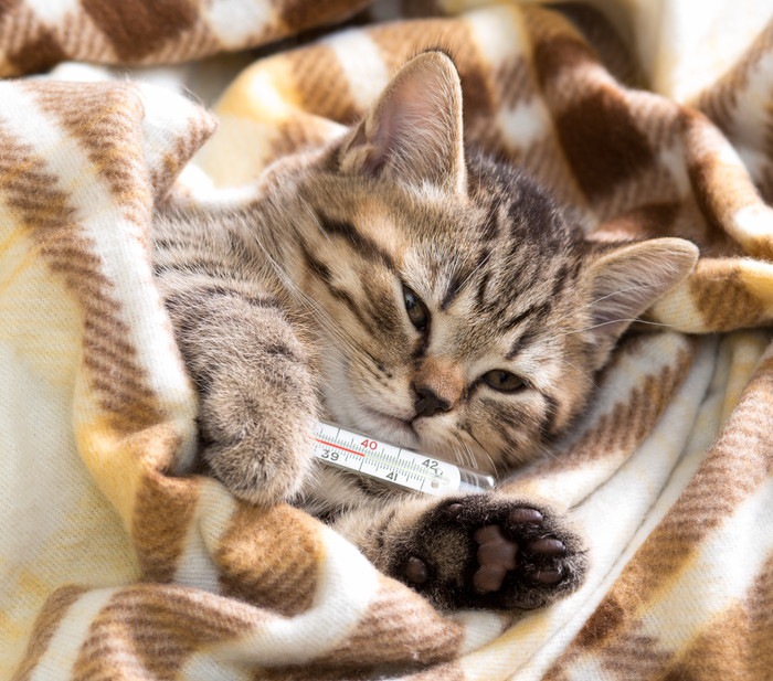 猫がジアルジアに感染した時の症状や治療、予防の方法