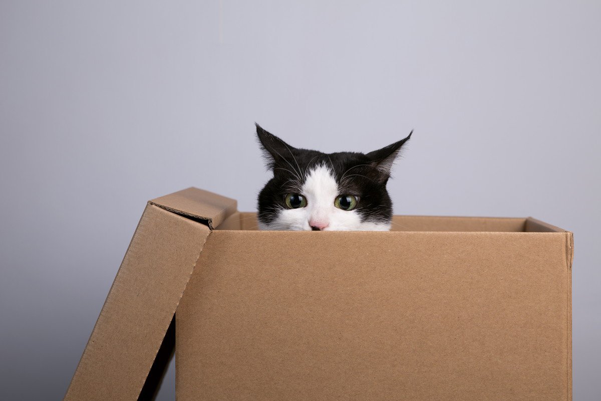 猫が「隠れている」ときにやってはいけない禁止事項2つ　正しい見守り方は？