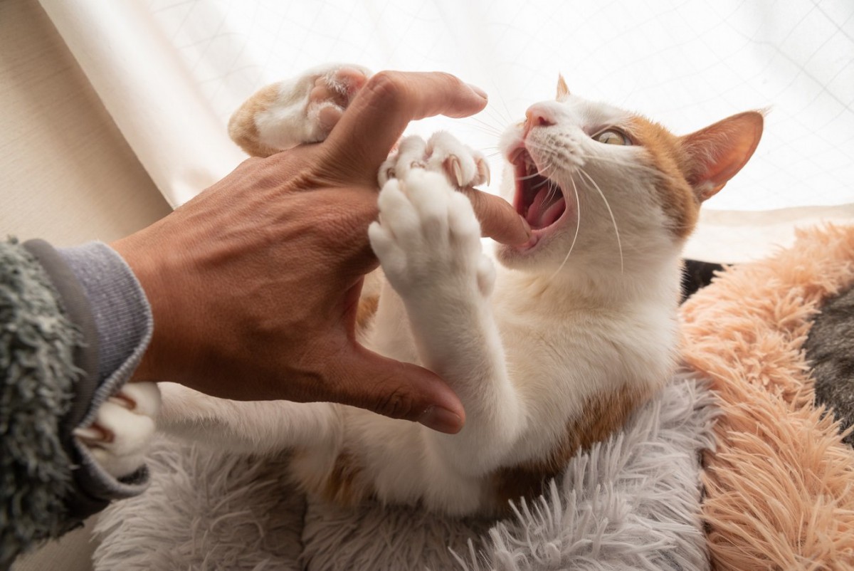 猫が『噛みつく』ときの心理3つ！噛みつかれたときの適切な対応とは