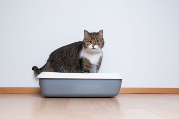 猫の健康管理はトイレから！「トレッタ（toletta）」の評判や口コミを紹介