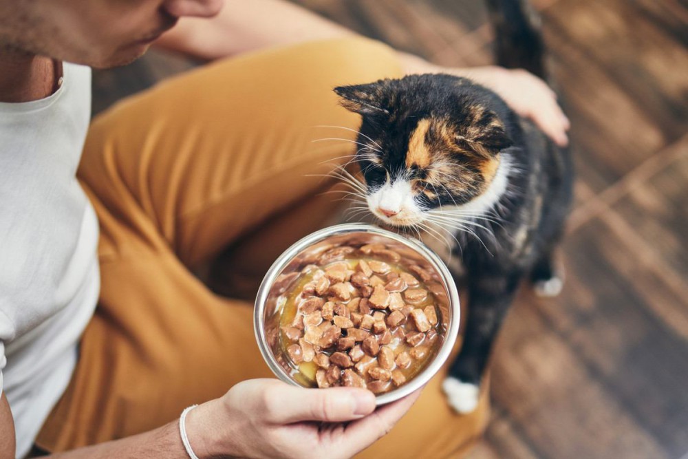 愛猫の『ご飯』を見直すべきタイミング5つ　合わないご飯を食べているとどうなるの？
