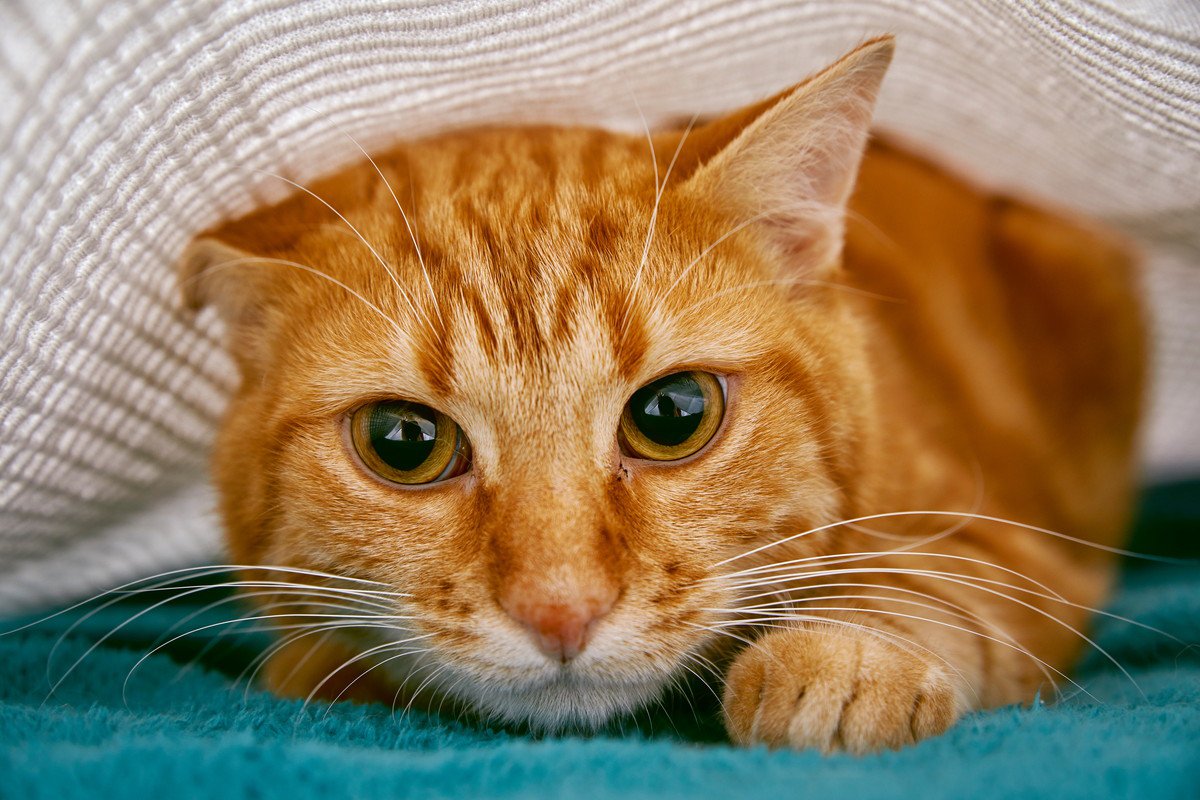 猫にとって新居への『引っ越し』は大きなストレス　飼い主が事前にすべき重要な5つの準備とは