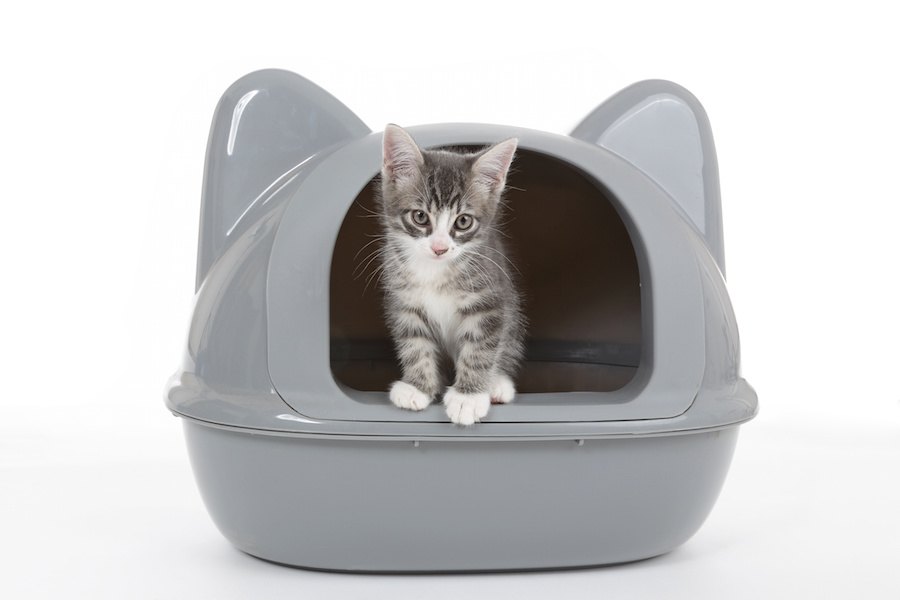ドーム型の猫用トイレおすすめ人気ランキング10選