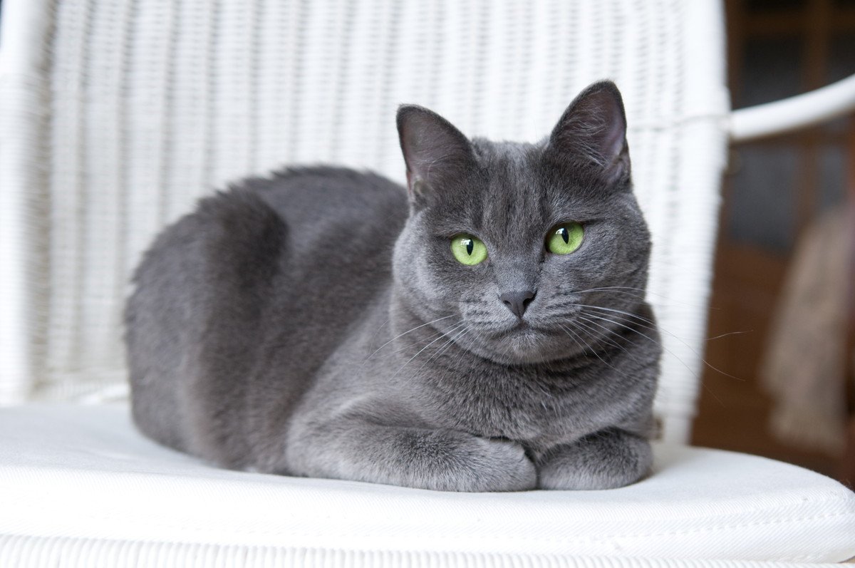猫が『前足をしまって座る時』の心理3選　他の座り方との違いは何？