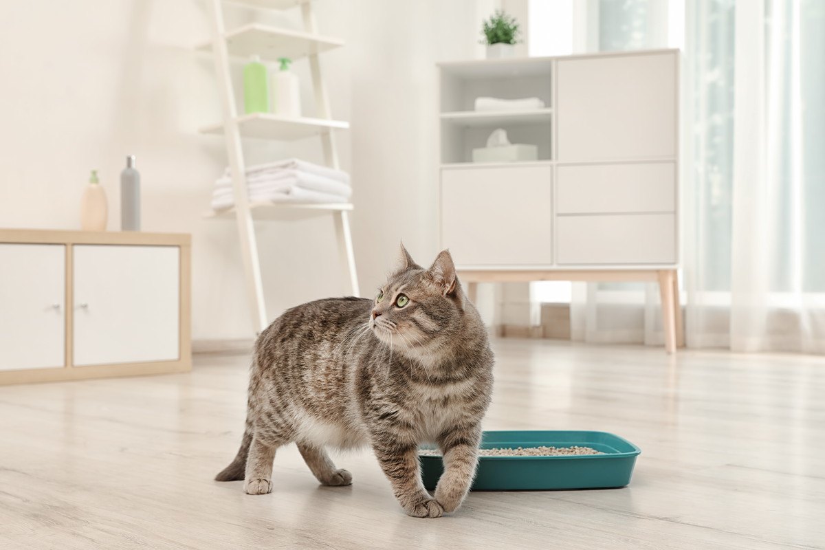 【猫トイレ問題】猫の性格・クセから考える『猫砂』の選び方4つ