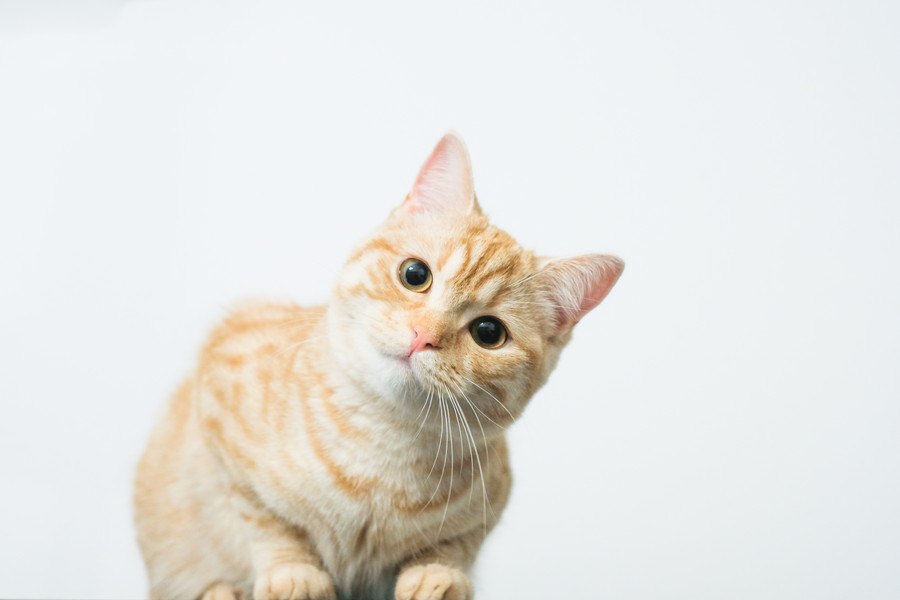 猫が『覚えやすい名前』ランキングTOP3