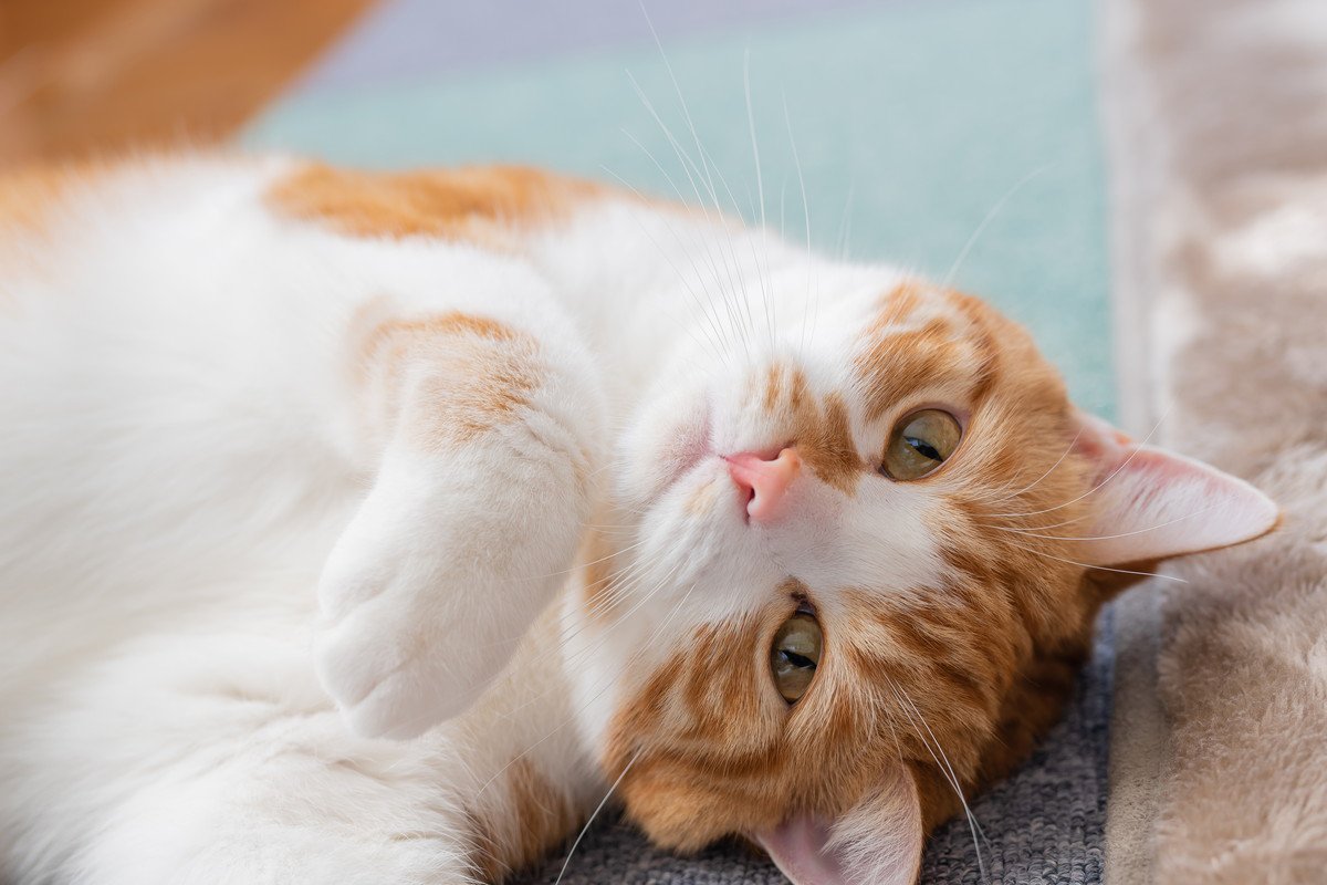 猫に『最適な室温』は何度なの？快適に過ごすための温度調節のススメ
