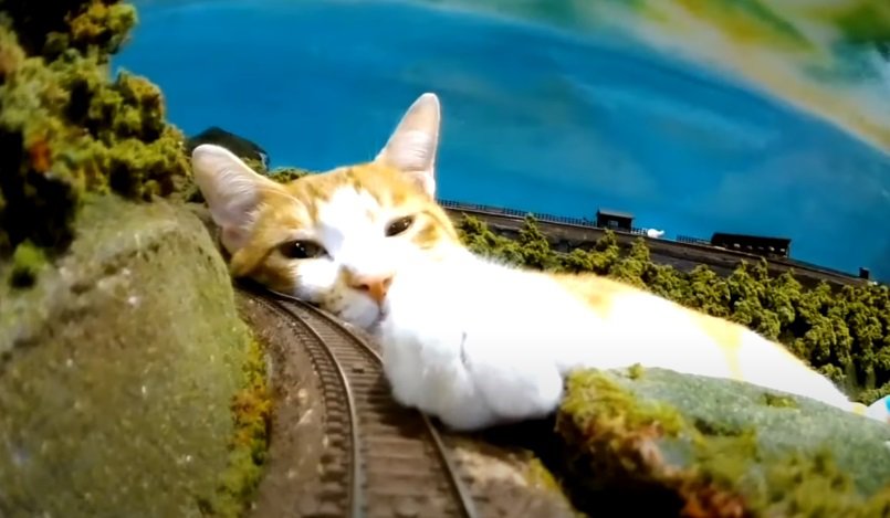 猫のいる鉄道ジオラマ食堂が超話題！「電車もにゃんこも愛しい」「電車のアングルから猫を見るなんて新鮮で楽しい」ネット民釘付け