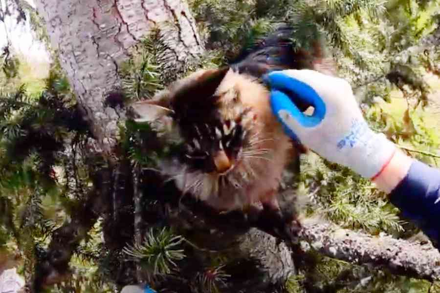 木の上に4日間も放置された猫……危険な救出作業の結末は？