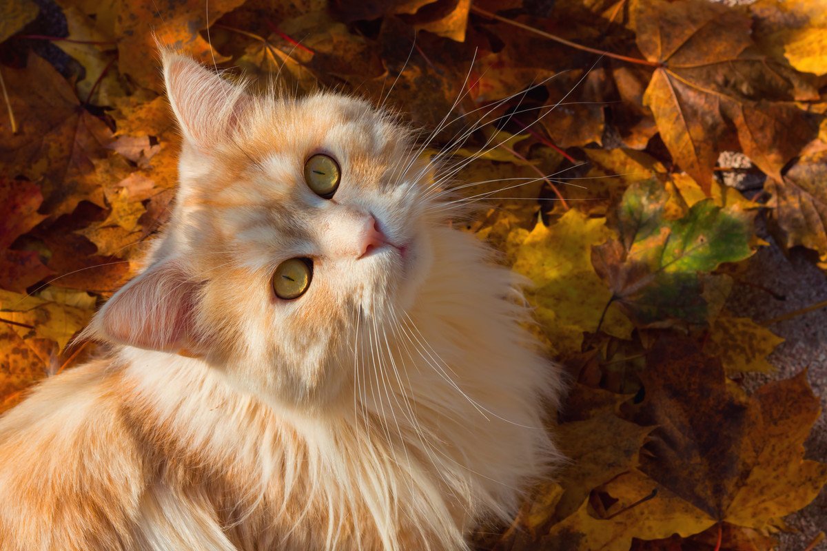 猫が『秋』に起こしやすい4つのトラブル　予防するためには…