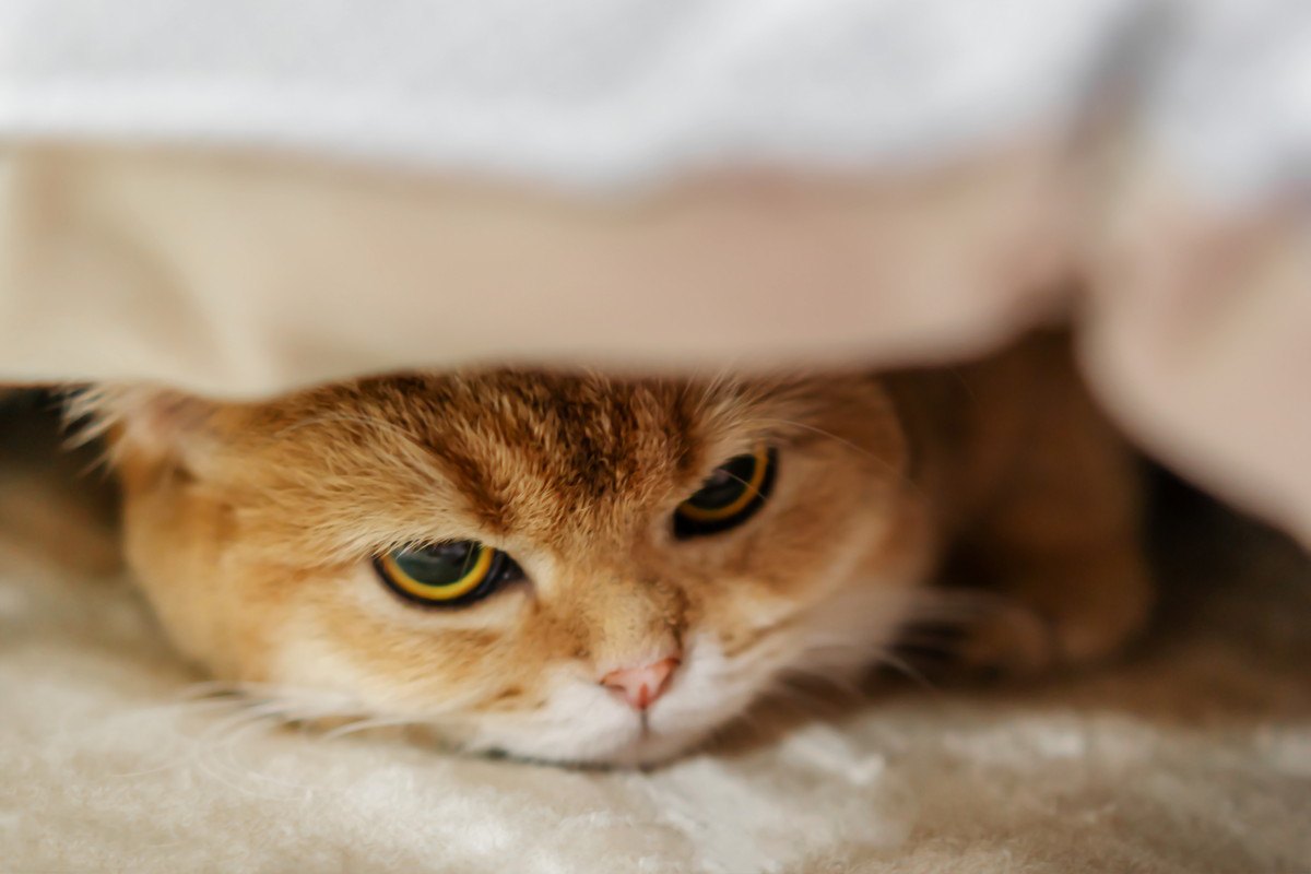 猫に不快感を与える『生活騒音』4つ！ストレス軽減のためにすべき対策とは？