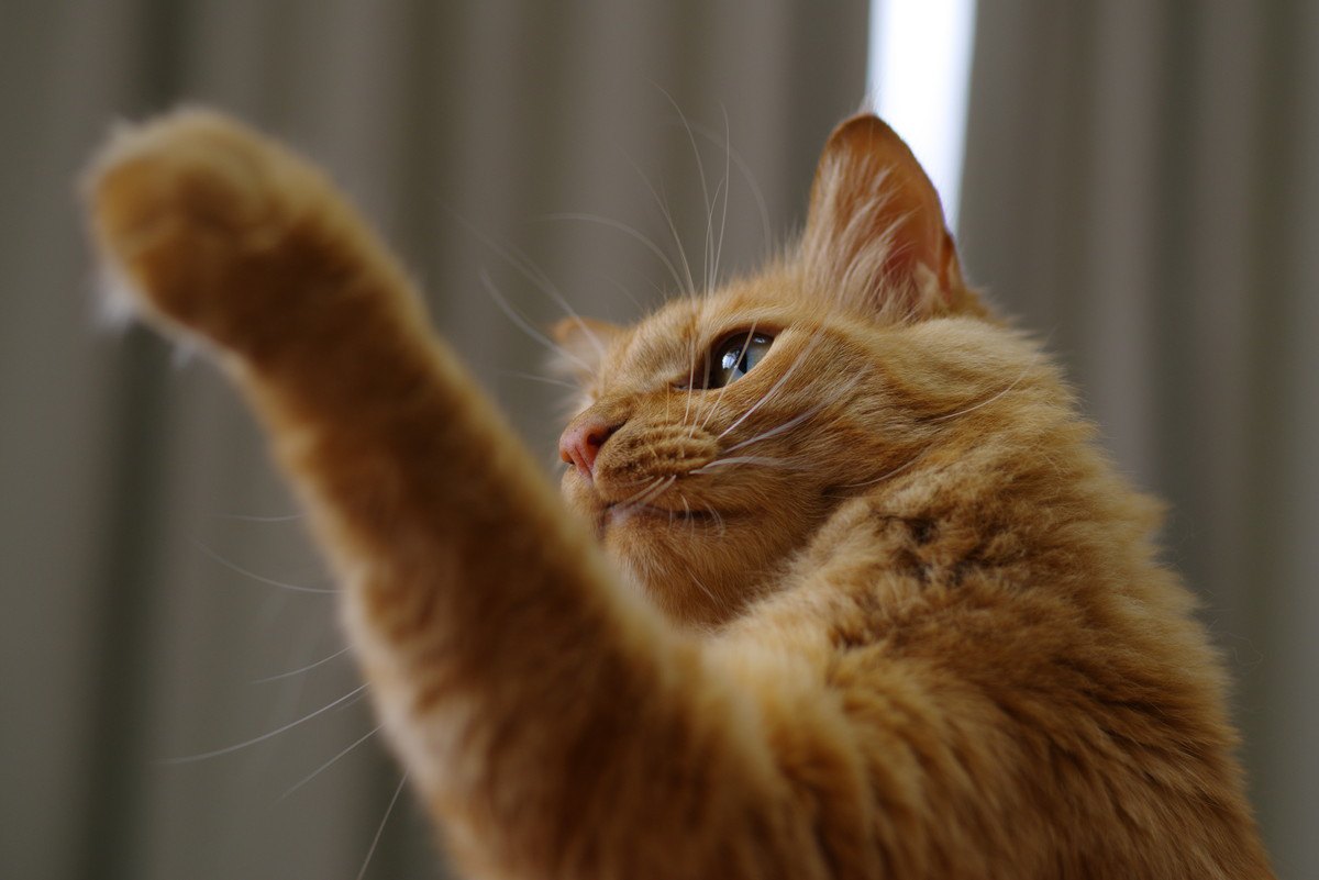 猫が『猫パンチ』を繰り出す3つのシーン！された時に注意すべきことは？
