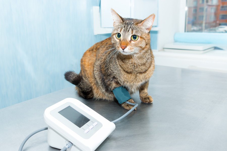 高齢猫に多発中！猫の『高血圧症』の症状と予防策３つ
