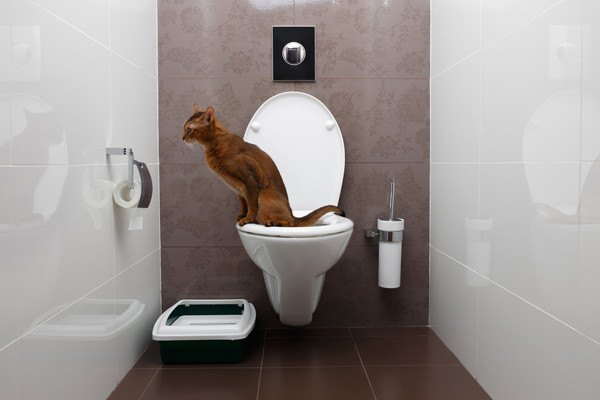 水洗トイレに猫のうんちを流さない方がいい3つの理由と処理の方法