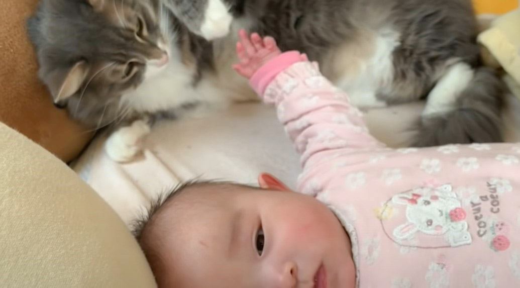 『猫にどうしても触りたい赤ちゃん』優しく対応する姿が99万再生を記録　ほっこりする光景に「一生見ていたい」「天使だ…」