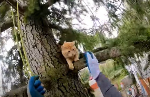 木に登って困り果てる猫たち…性格が表れる救助の様子とは？