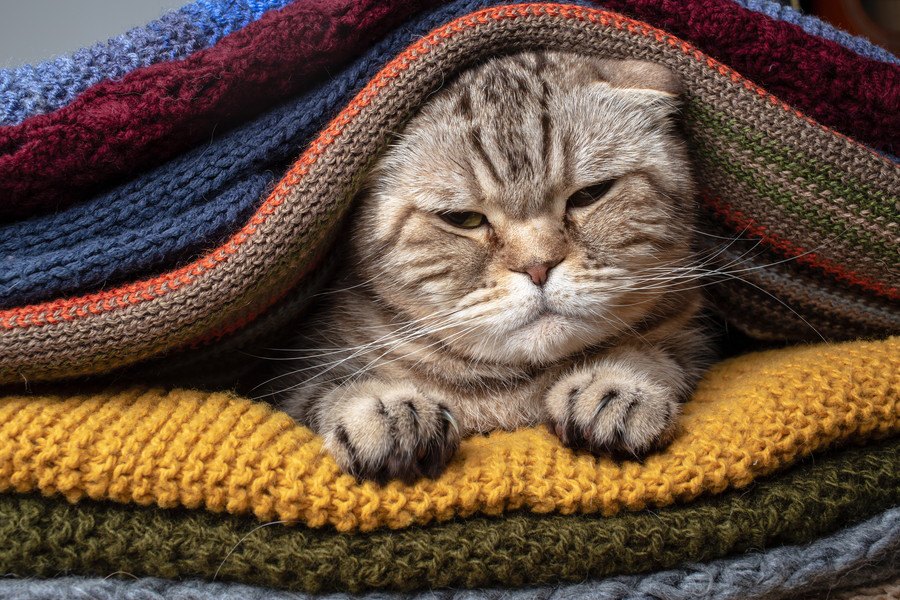 猫を『欲求不満』にさせない生活環境５選！ストレスになりやすい要因とは？