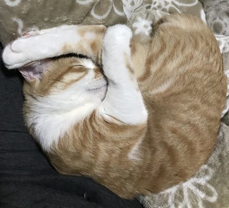 猫が丸くなって寝るのは寒いからだけじゃない？