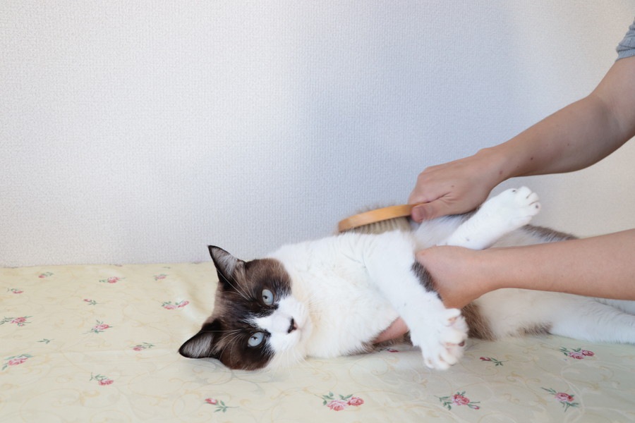 猫の毛玉をカットする上手な方法と普段の対策