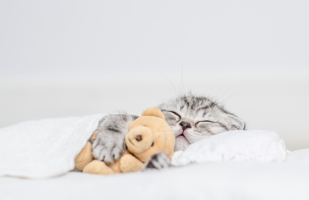 猫が『飼い主の枕の上』で寝たがるワケ4つ