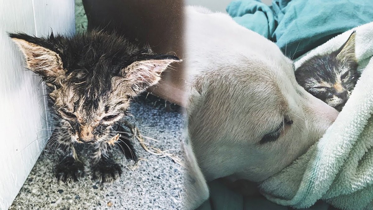極暑の街で瀕死の子猫を保護…保護犬の看病で奇跡の回復！