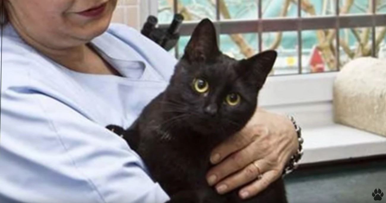 傷ついた動物を癒す看護猫…クリニックでの忙しい仕事ぶりとは？