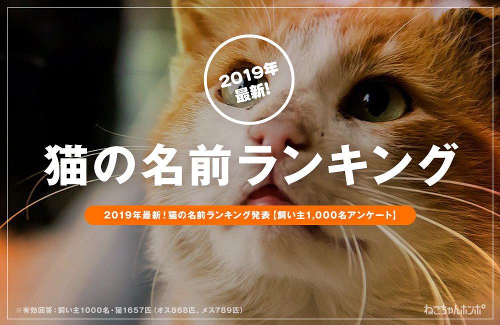 2019年最新！猫の名前ランキング発表【飼い主1,000名アンケート】