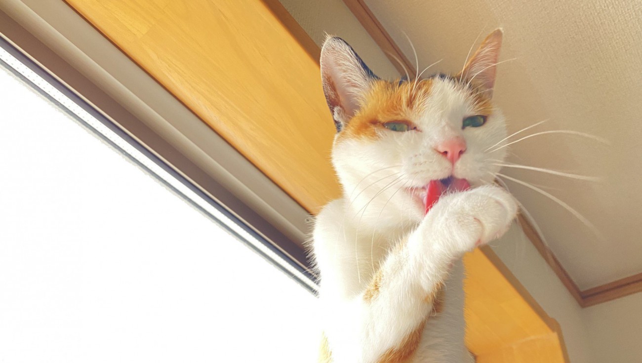 猫が『顔を洗う』4つのワケ！洗う順番や気になる諸説を紹介！