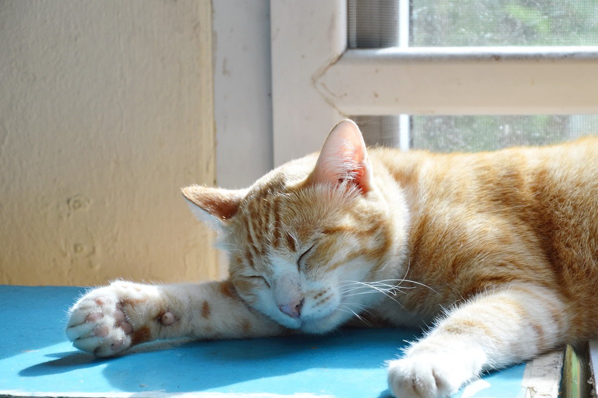 猫に『日光浴』が不可欠な4つの理由　逆に健康トラブルにつながるNGなシチュエーションも