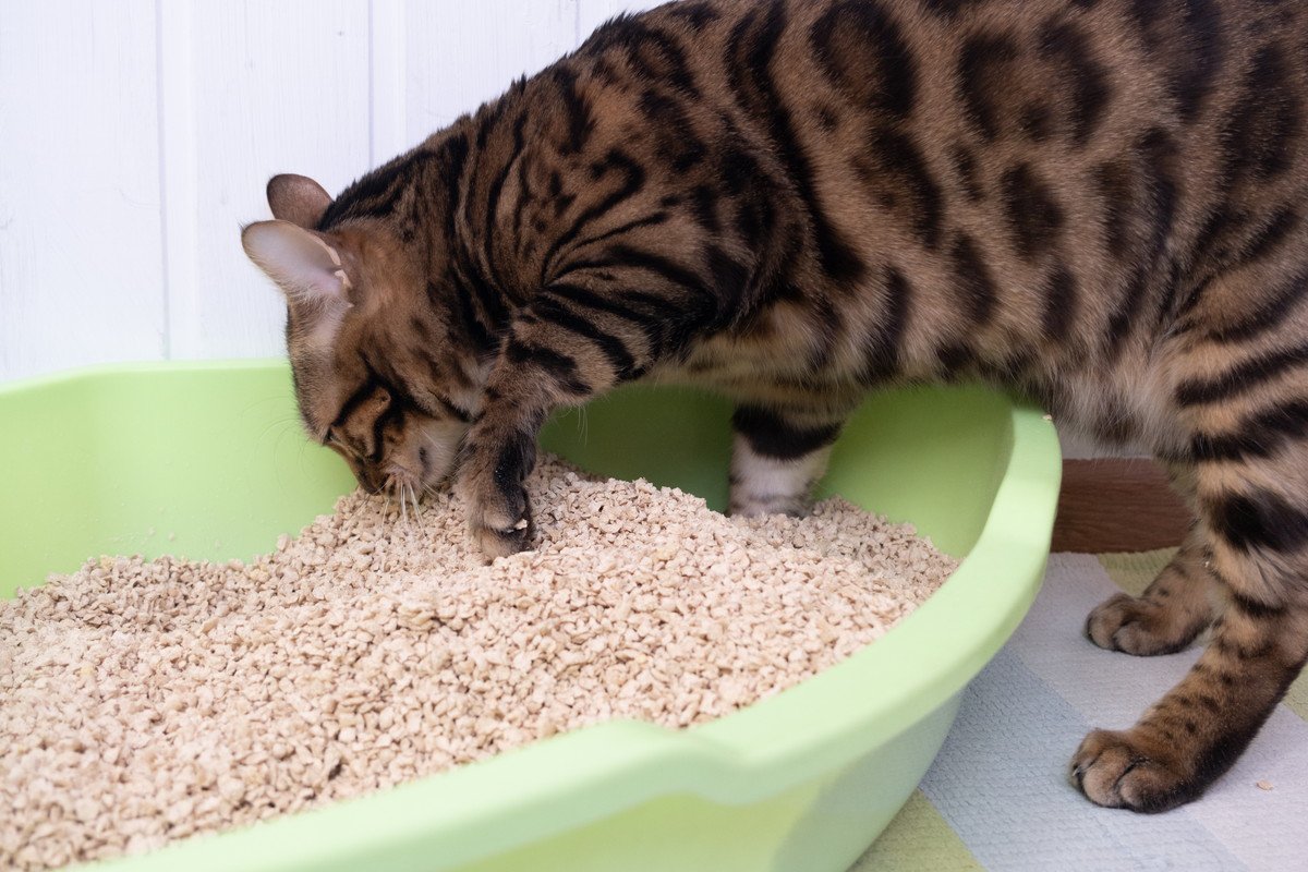 猫が『砂かけ』をする心理2つ　トイレ以外でもすることがあるって本当？