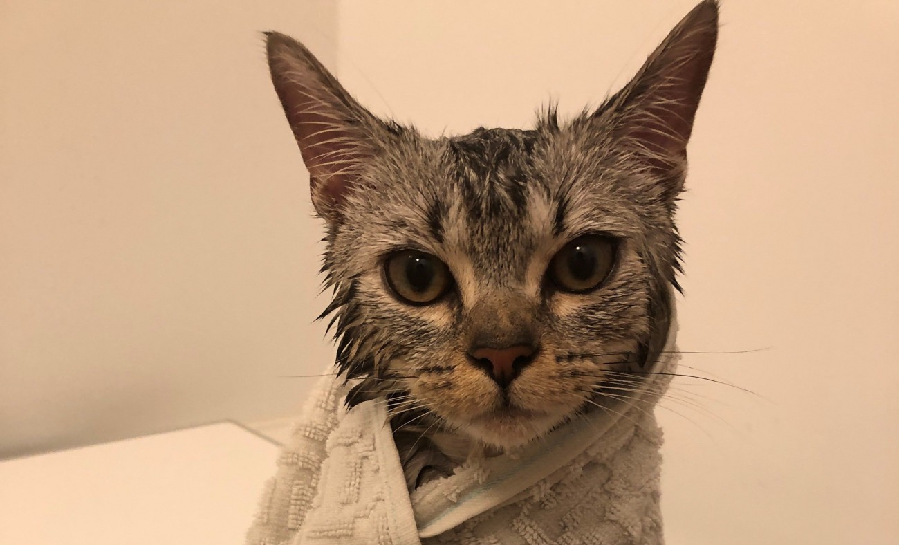 【騒然】お風呂上がりの子猫の色気が半端じゃない！