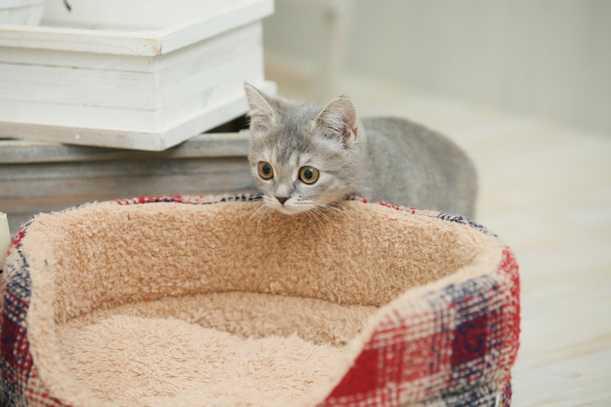 猫が猫用ベッドを使わないのはなぜ？4つの理由と対策