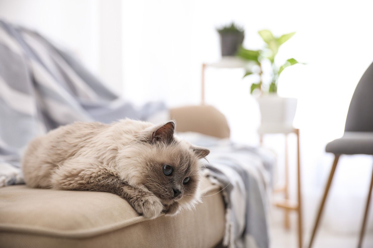 猫が『ぐったり』する4つの原因と病気を見極める方法