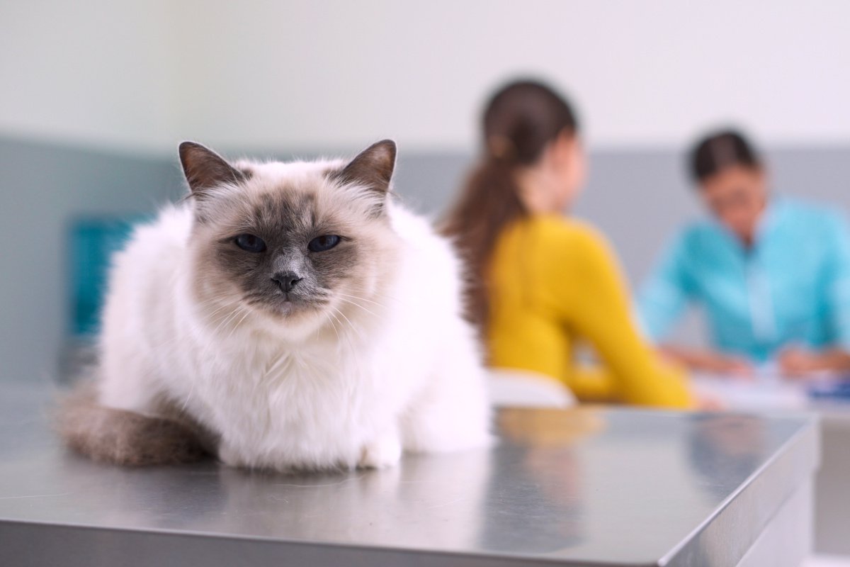 猫の飼い主が『動物病院』を受診する時にすべきことは？4つの心得