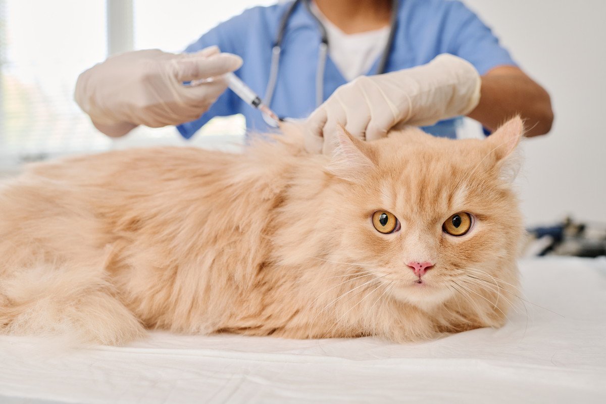 「猫アレルギー」の猫愛好家に朗報！スイスの研究者らがまったく新しい発想のワクチンを開発中