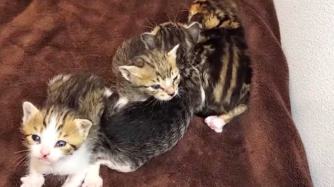 消えかけた乳飲み猫の命…救いの手が繋がり緊急保護へ！