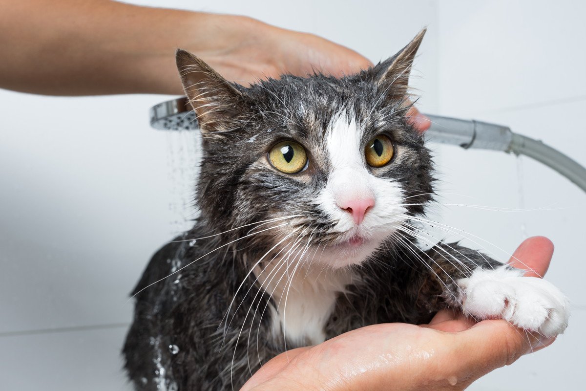 『シャンプーが苦手』な猫を上手に洗うコツ5つ！水を使わない方法もあるってホント？