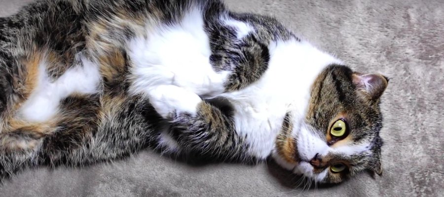 ラッコみたいで可愛い♡お腹の模様がチャームポイントのシニア猫さん！