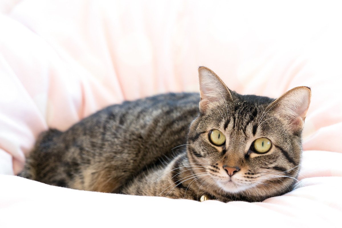 猫が布団に『おしっこ』をするのはなぜ？5つの要因と対策