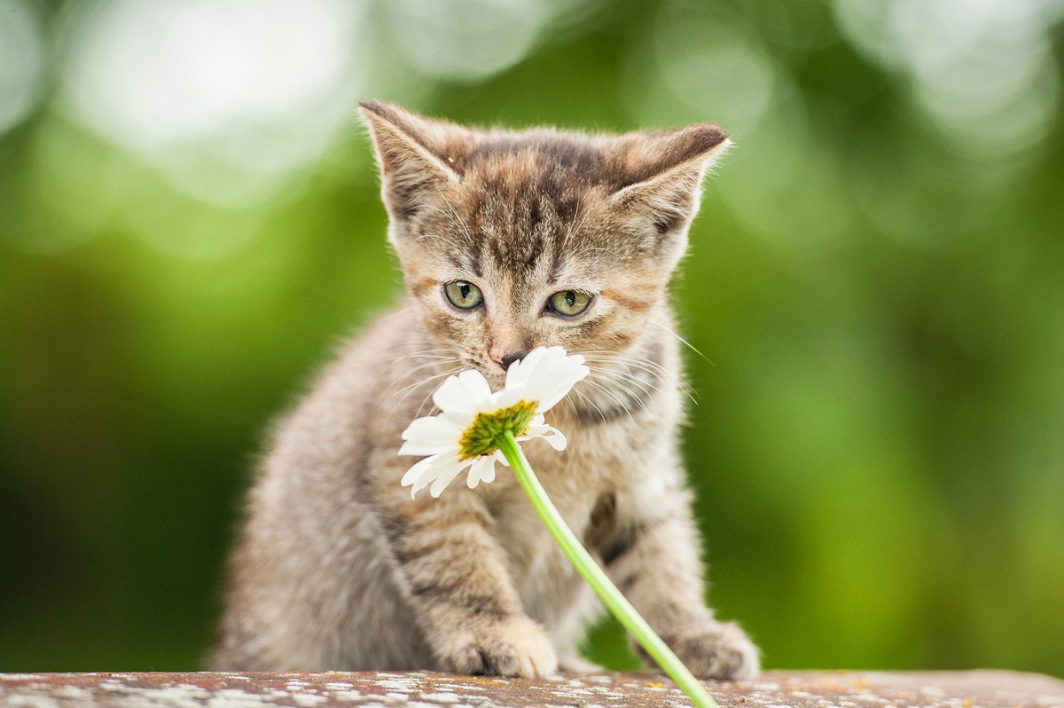 猫が『大嫌いな匂い』5選！しつけなどの活用方法とは？