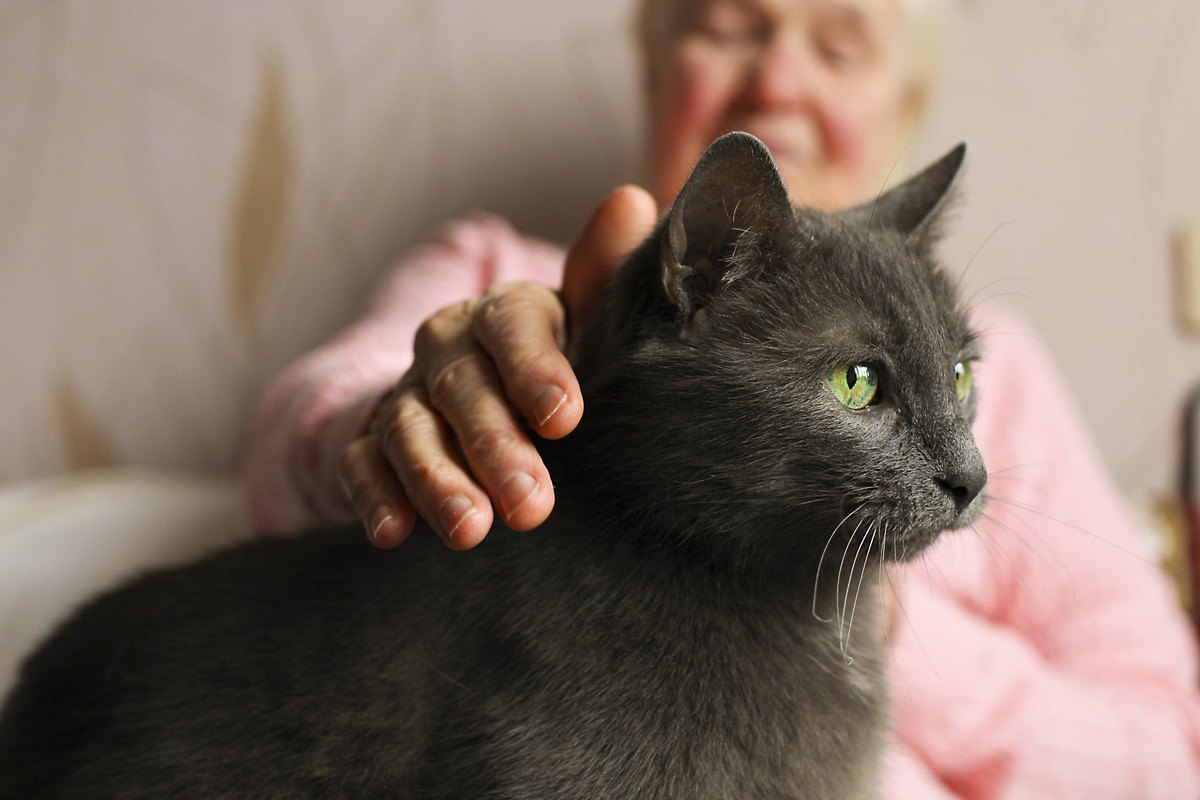 猫の『老衰』で起こる体の変化・兆候5つと対策