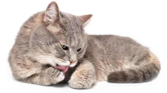 猫の『肉球』を執拗に舐める＆噛む行為は要注意！4つの原因と対処法