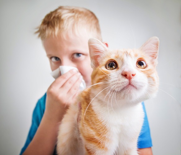 猫アレルギーだけど猫を飼いたい！アレルゲンの少ない種類6選