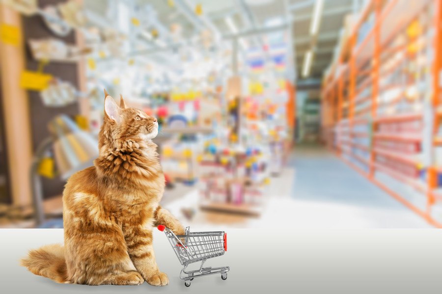 猫の飼い主が注意すべき『買い物アイテム』5つ