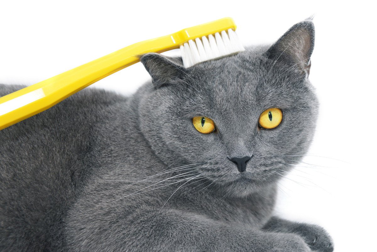 愛猫の「歯ブラシマッサージ」って何？スキンシップの一環に取り入れたい正しい方法やメリットとは？